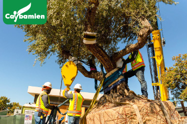 Thi công trồng cây cảnh sân vườn cho các gia đình