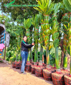 Cô thắm đang kiểm tra lại cây một lần nữa trước khi xếp hàng đi