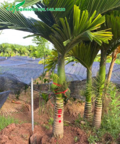 Đánh cây cau lùn đã đánh dấu trước cho khách