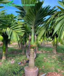 Cây vừa mới bứng, lóng thân cao 60 - 70cm