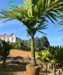 Cây cau vừa mới bứng, chiều cao vút lá 1m