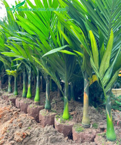 Cây giống cau lùn bứng thẳng và đem dưỡng ủ