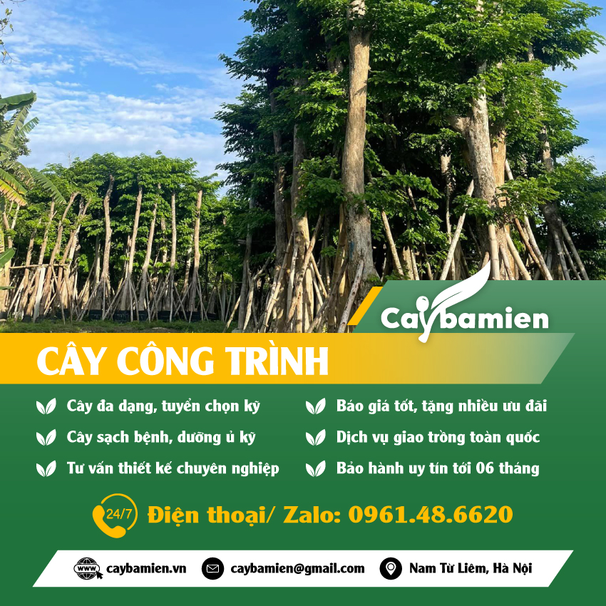 banner chính mobile cho danh mục cây công trình