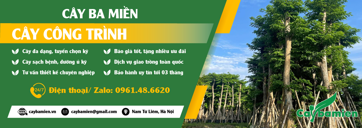 Banner chính cho danh mục Bán cây công trình