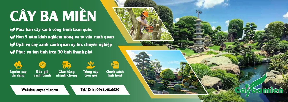 Banner chính trang chủ