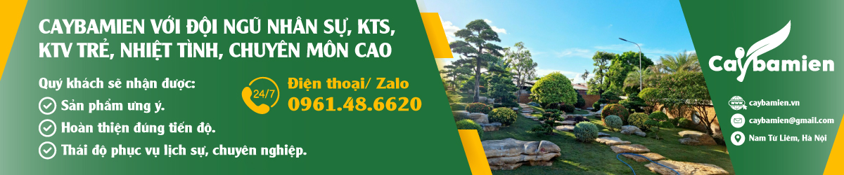 banner trang chủ nói về dịch vụ của Cây Ba Miền