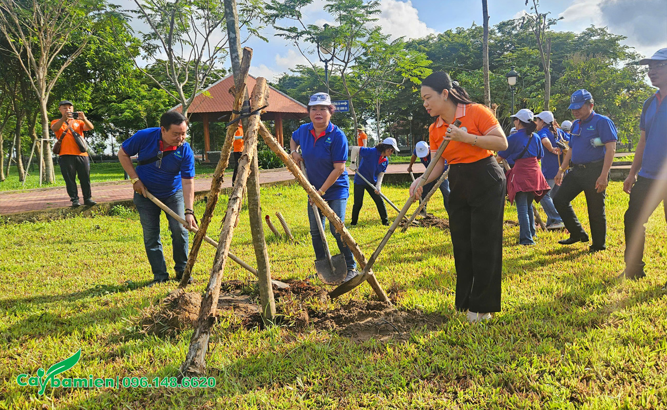 Thi công trồng cây xanh cho Ủy ban về người Việt Nam ở nước ngoài