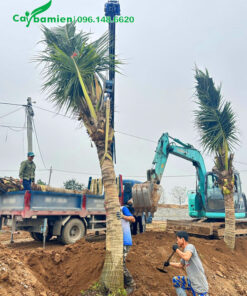 Cây Ba Miền đang tiến hành thi công cây dừa công trình cao 4 - 5m