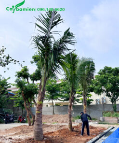 Hàng cây dừa công trình mới trồng xong, lóng thân cao 2 - 2,5m