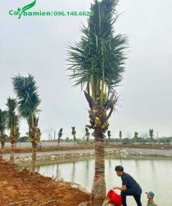 Sau khi trồng cây được tưới thuốc kích rễ để cây nhanh chóng phục hồi