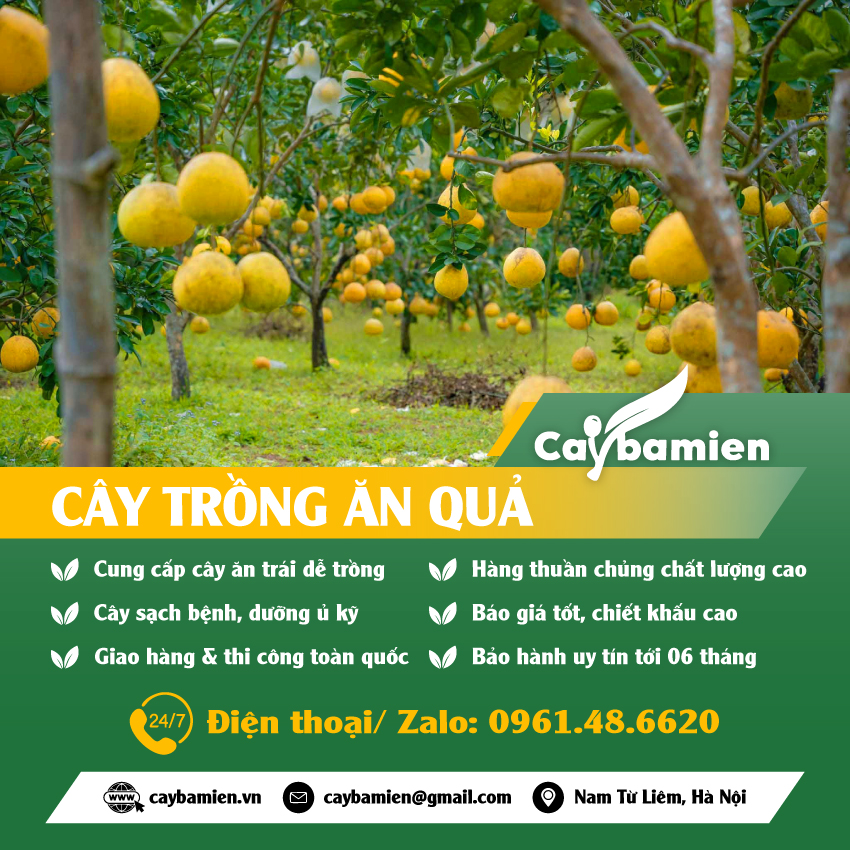 Đơn vị cung cấp các loại cây ăn quả chất lượng cao, giá tốt