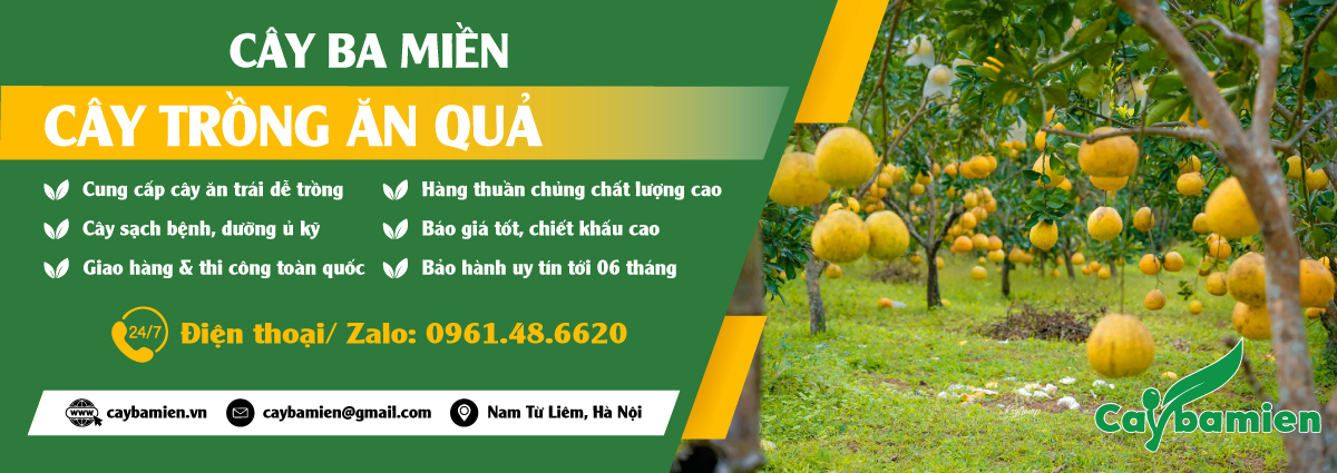 Mua các loại cây ăn quả giống tốt, năng suất cao