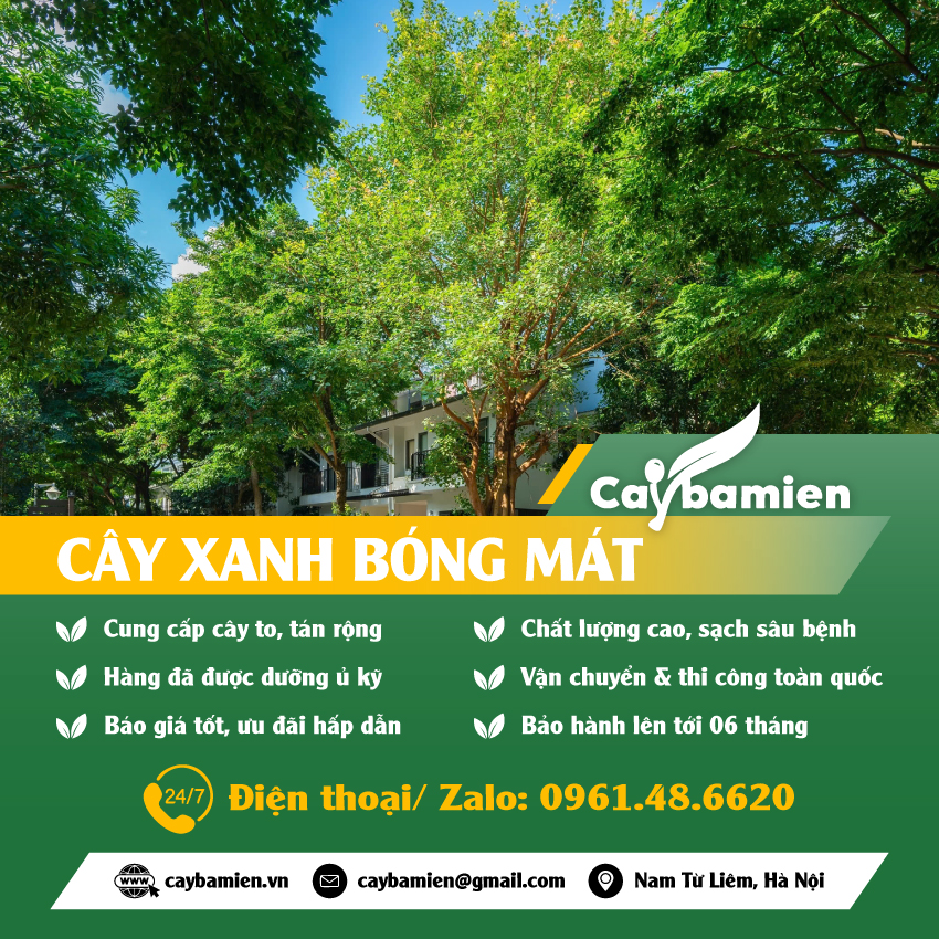 Cây trồng bóng mát công trình danh mục mobile