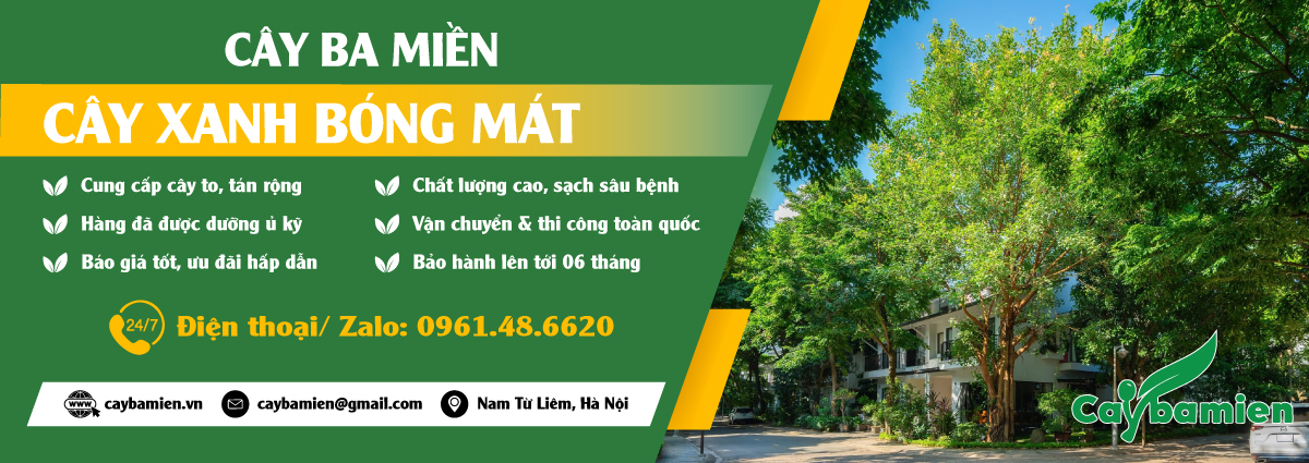 Ảnh đại diện cây bóng mát công trình