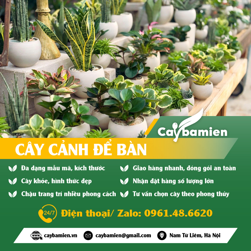 Cây để bàn làm việc, bàn trà đẹp, giá tốt