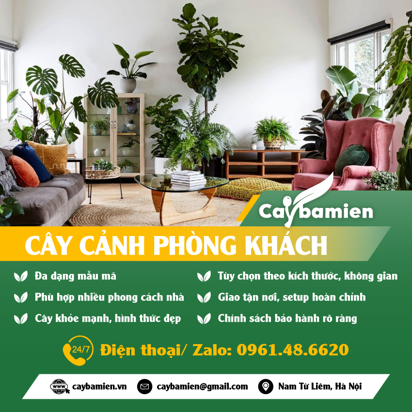 Các loại cây trang trí phòng khách đẹp, giá rẻ