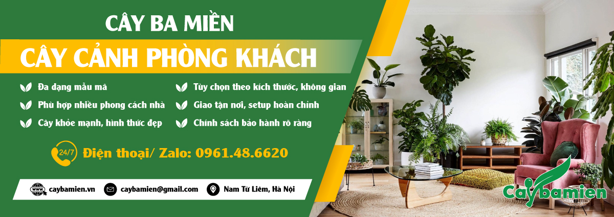 Cây cảnh phòng khách đẹp để trang trí nhà cửa, báo giá tốt