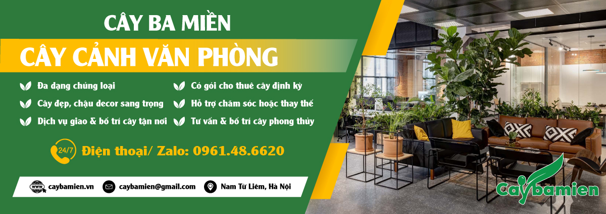 Mua cây trồng văn phòng đẹp, chất lượng cao