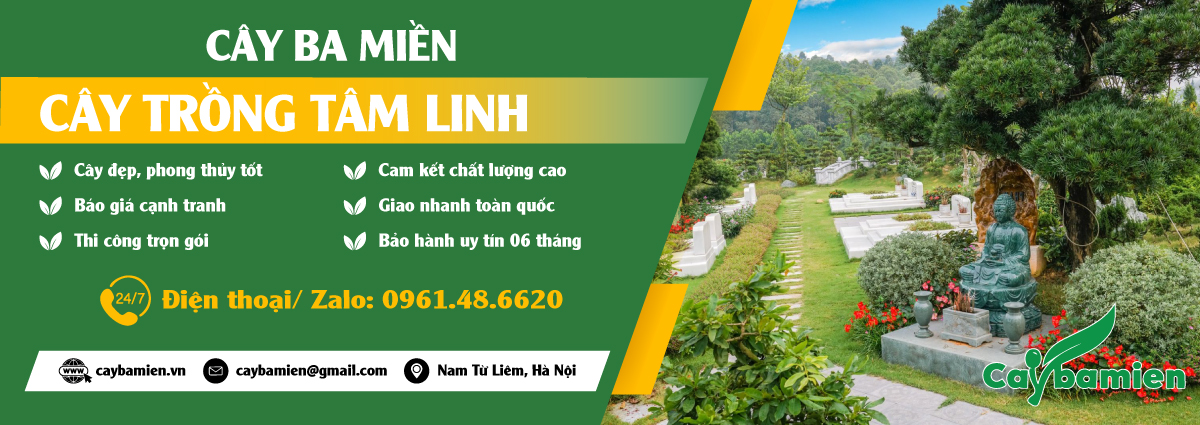 Các loại cây tâm linh trồng ở chùa, đền, nhà thờ, nghĩa trang