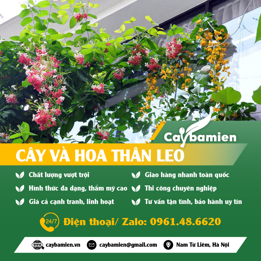 Bán các loại cây thân leo trồng công trình đẹp, giá tốt