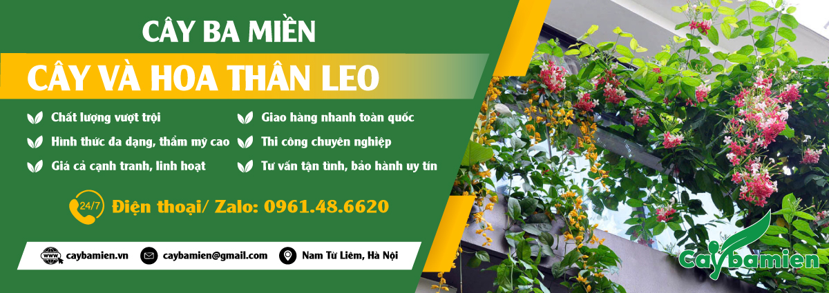 Cây thân leo có hoa đẹp, giá bán rẻ
