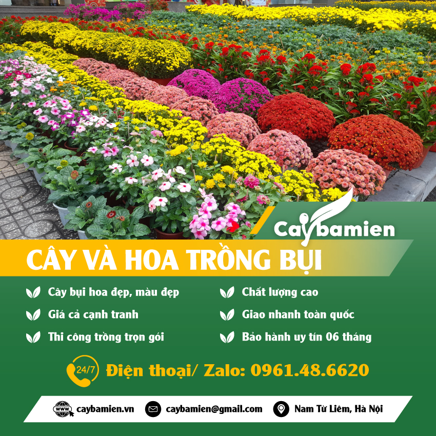 Cây bụi trồng công trình giá tốt, giao trồng toàn quốc