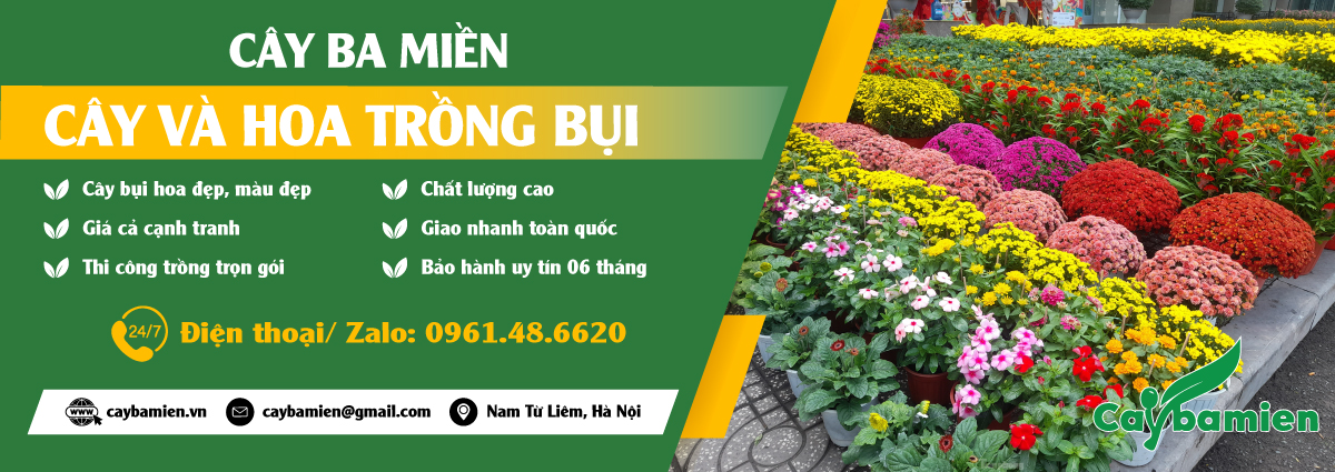 Các loại cây bụi nhỏ có hoa đẹp, báo giá tốt