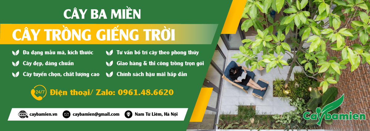 Cây trồng giếng trời dễ sống, đẹp, xanh quanh năm