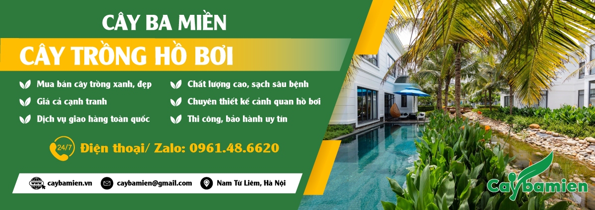 Các loại cây trồng hồ bơi đẹp, an toàn