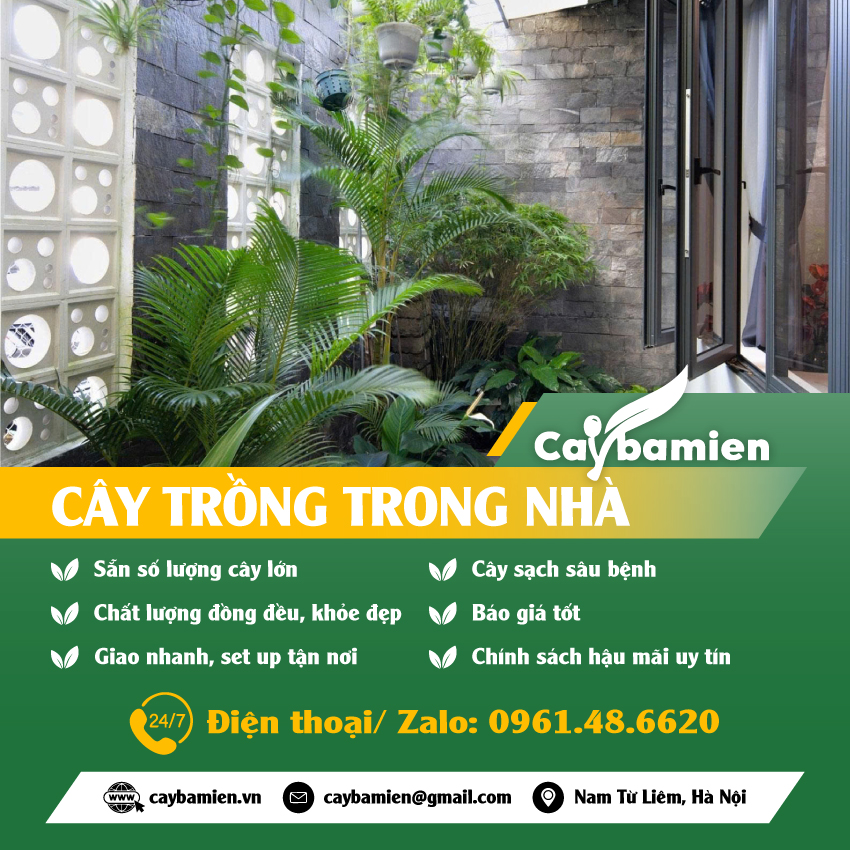 Mua cây trồng trong nhà xanh đẹp quanh năm, báo giá tốt