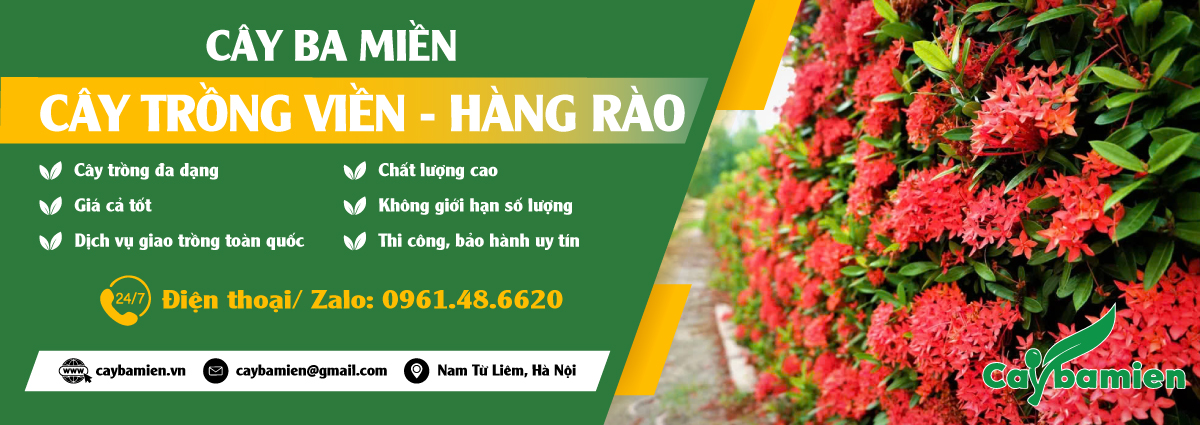 Bán cây trồng viền đẹp, dễ trồng và chăm sóc, giá rẻ