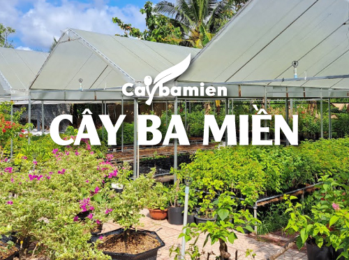 Một góc nhà vườn Cây Ba Miền