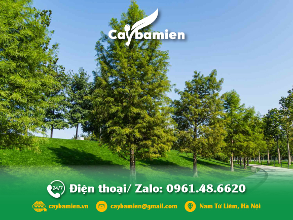 Sứ mệnh của Cây Ba Miền là mang đến không gian sống xanh, an toàn, bảo vệ môi trường