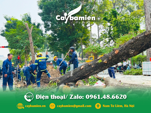 Đơn vị cung cấp dịch vụ cây xanh trọn gói