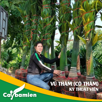 Cô Thắm Kĩ thuật Viên kinh nghiệm của nhà vườn trong công ty