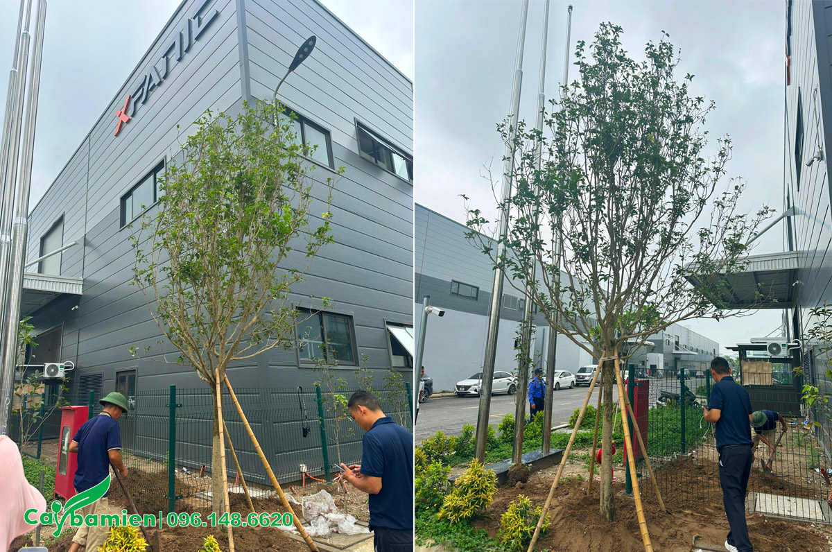 Hình ảnh từ dự án trồng cây cho Công ty Công nghệ XFANIC Việt Nam