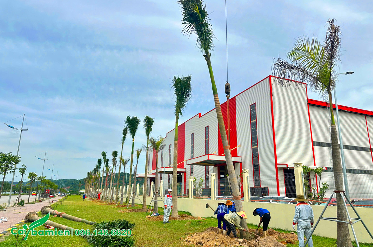 Thi công trồng cây xanh cho nhà máy Công ty Đại Dũng tại Nghi Sơn, Thanh Hóa