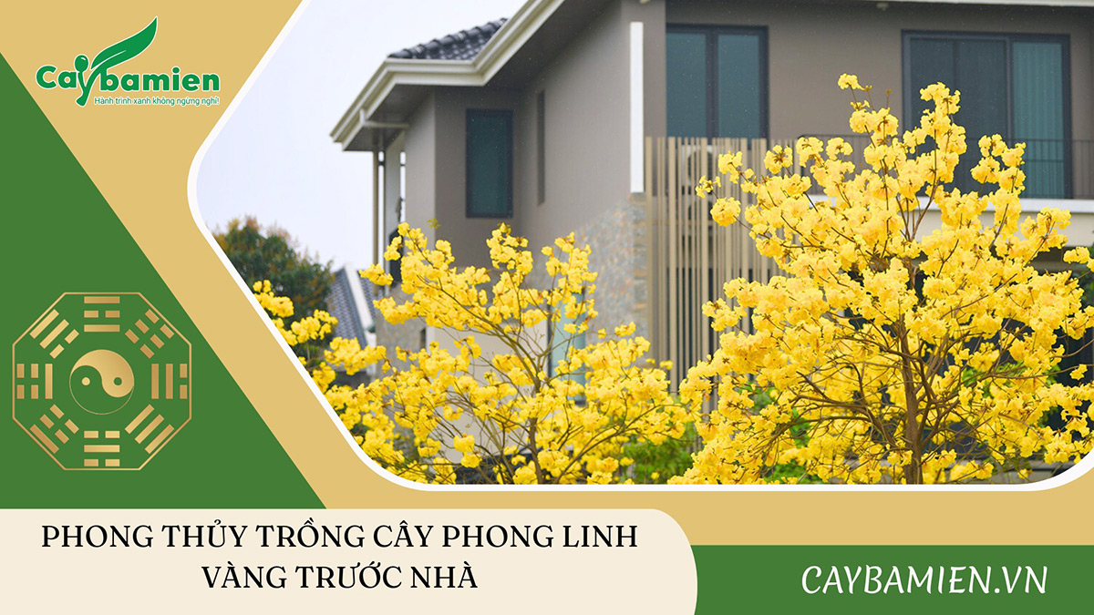 Cách trồng cây phong linh vàng trước nhà hợp phong thủy