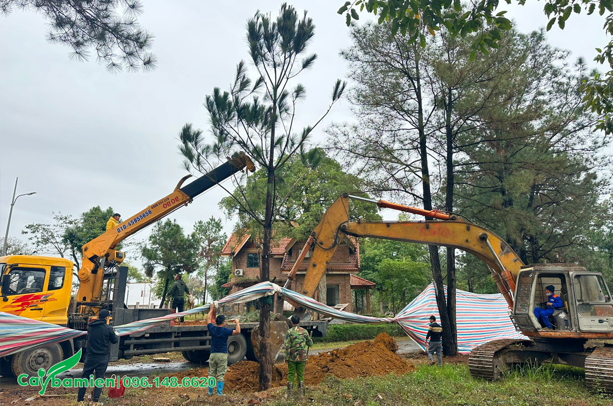 Trồng cây Thông Caribe cổ thụ cho biệt thự phong cách châu Âu ở Láng Hòa Lạc
