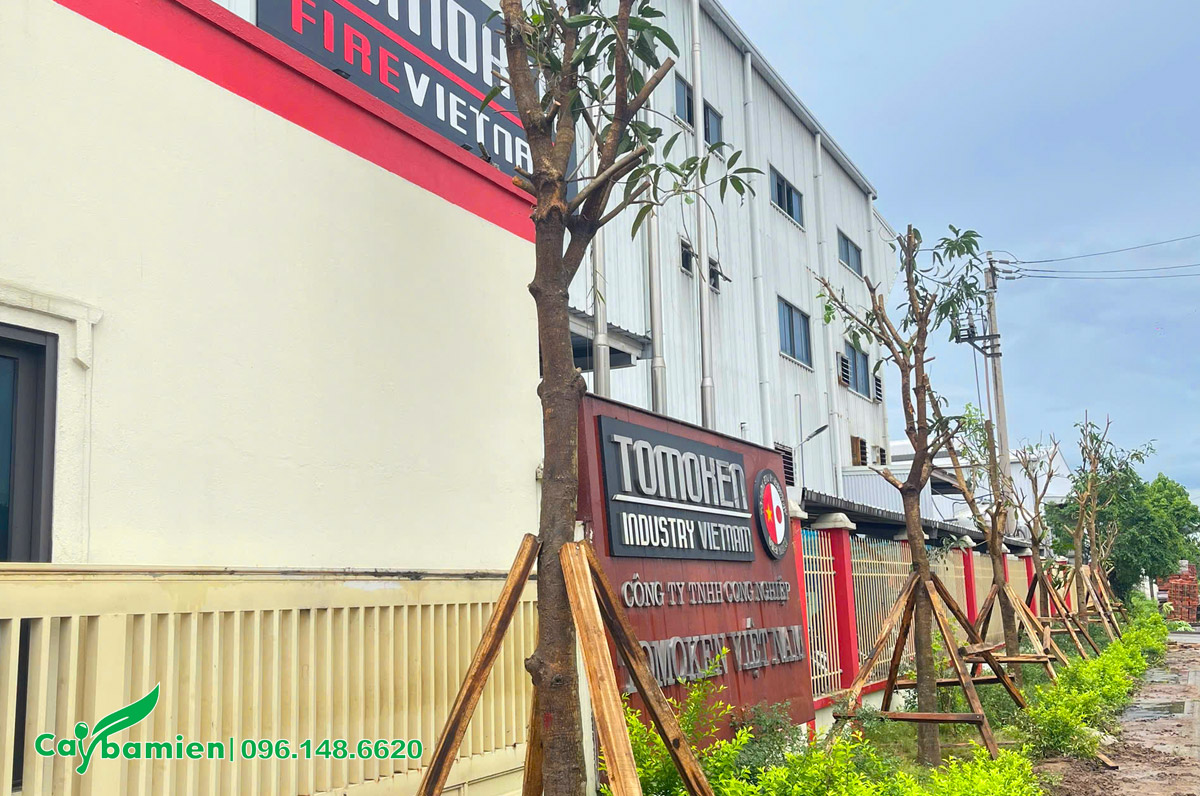 Hình ảnh dự án trồng cây xanh cho nhà máy Tomoken Việt Nam