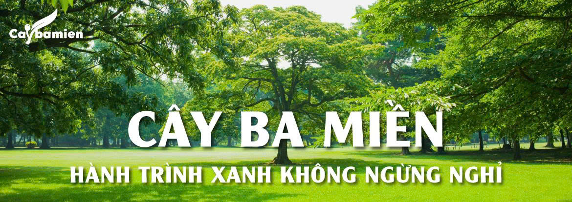 Cây Ba Miền luôn cố gắng vì Hành Trình Xanh của mình