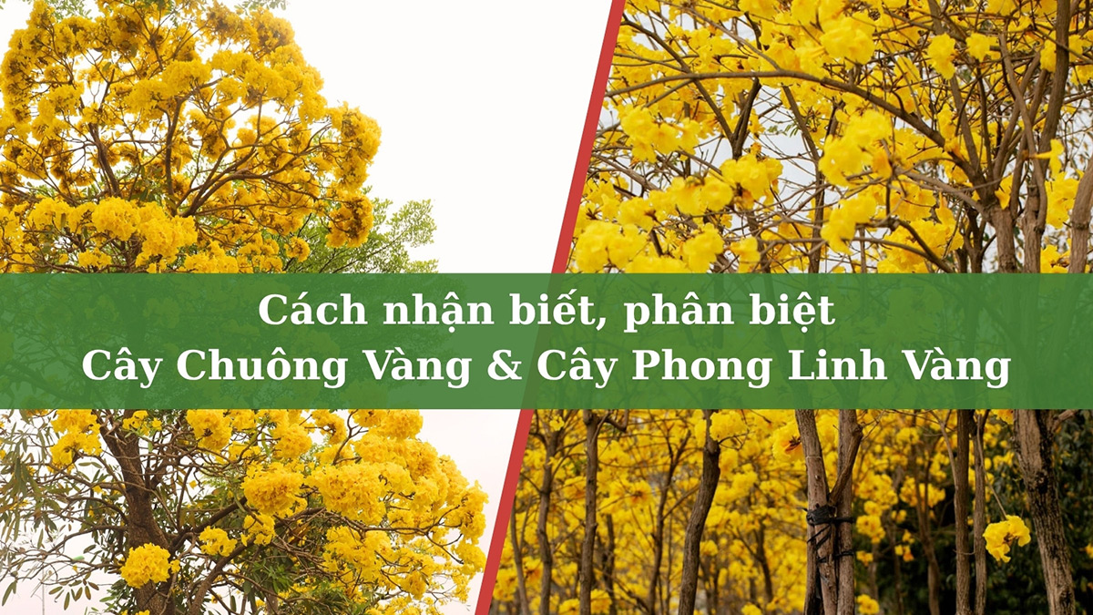 Hình ảnh chân thực về cây chuông vàng và cây phong linh vàng đang mùa hoa nở