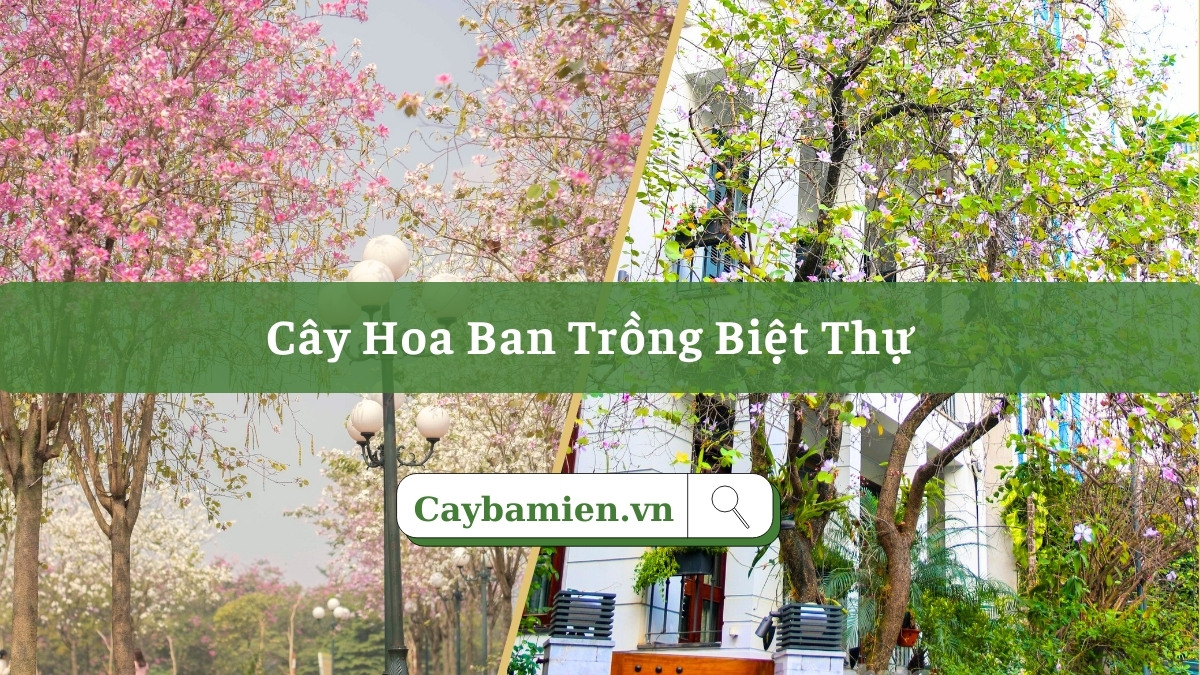 Cây hoa ban trồng biệt thự đẹp, chọn được vị trí phù hợp