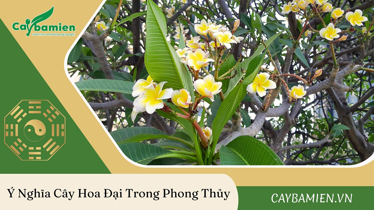 Ý nghĩa cây hoa đại trong phong thủy của người Việt