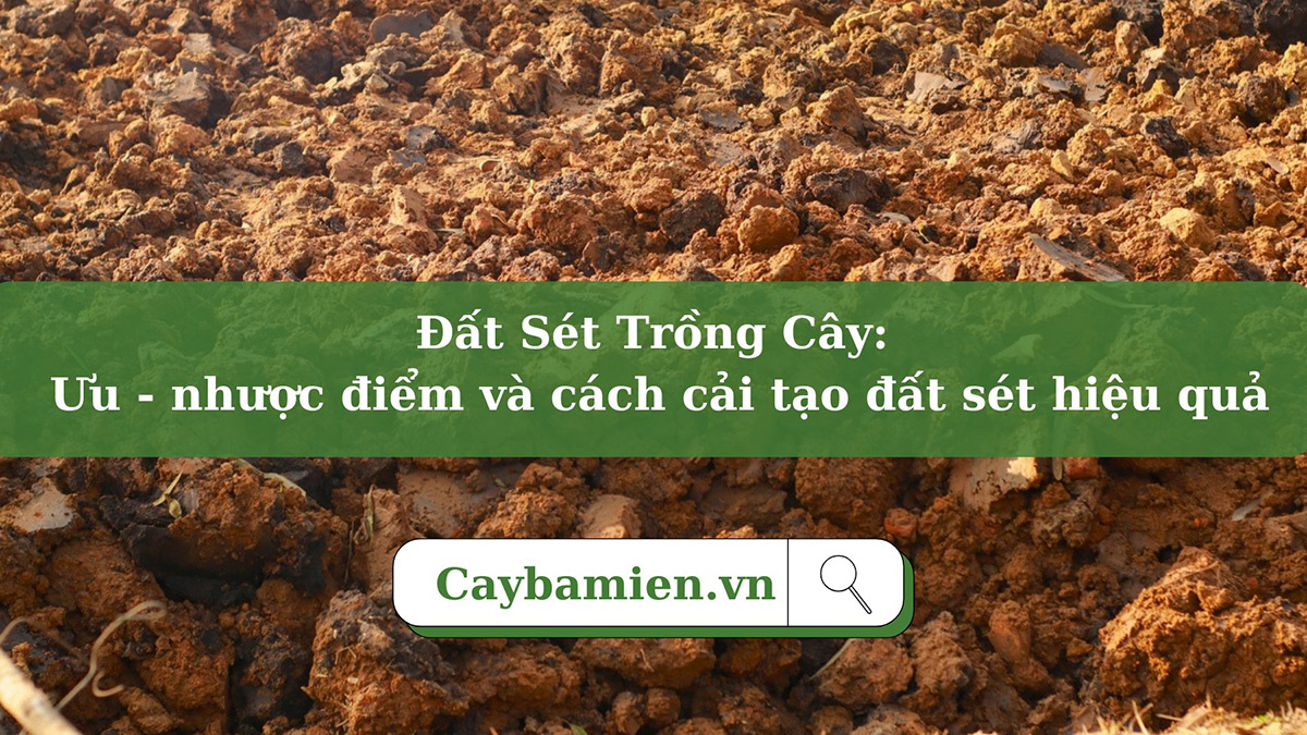 Đất sét trồng cây gì và cách để cải tạo đất sét phù hợp với nhiều loại cây công trình hơn