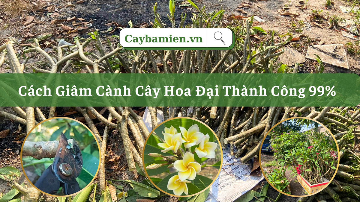 Hướng dẫn kỹ thuật giâm cành cây hoa đại vàng, đại đỏ, đại trắng