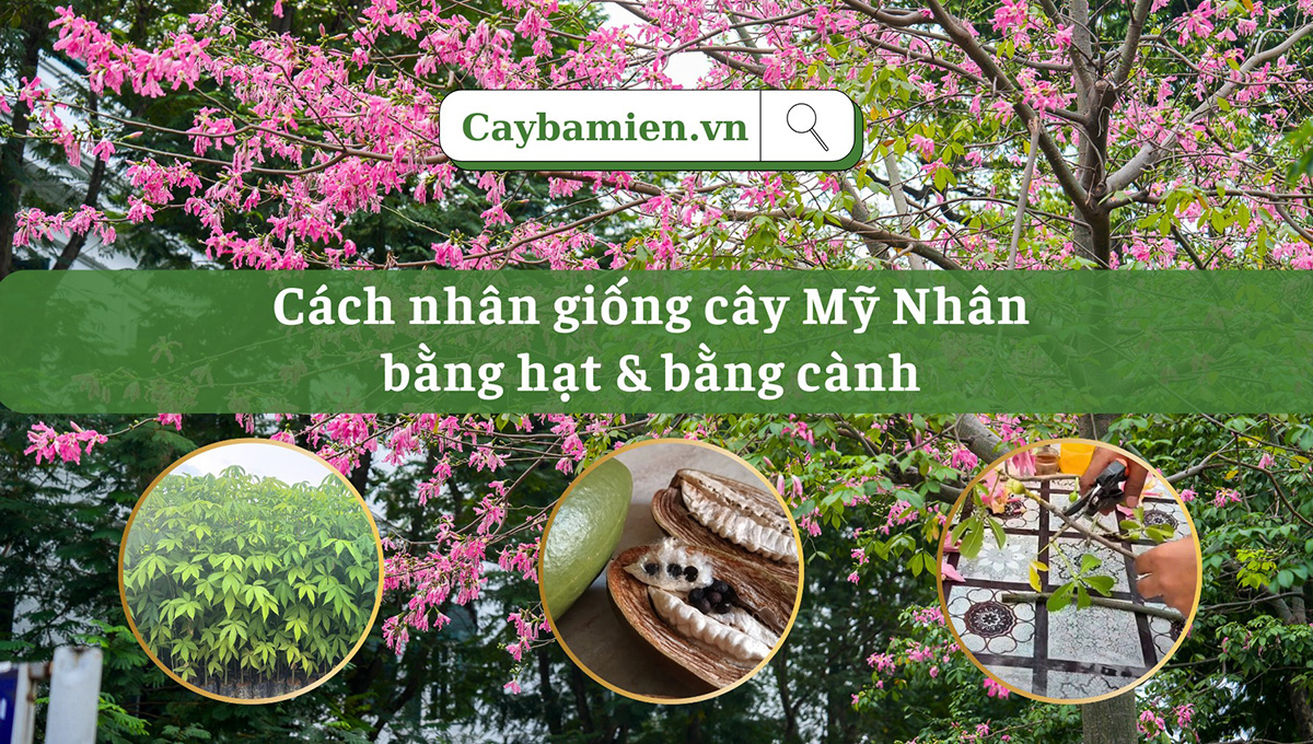 Hướng dẫn chi tiết các cách nhân giống cây Mỹ Nhân phổ biến nhất