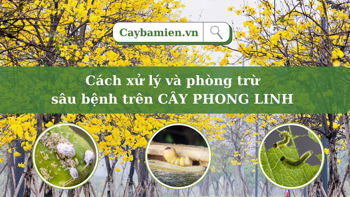 Các loại sâu bệnh trên cây phong linh và cách phòng trị hiệu quả