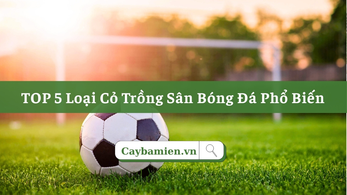 Tổng hợp top 5 loại cỏ trồng sân bóng phổ biến nhất