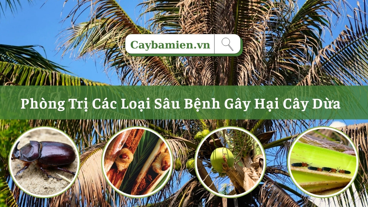 Hình ảnh về các loại sâu bệnh hại cây dừa thường gặp và cách phòng trị hiệu quả